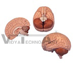 Brain Model, 2 part